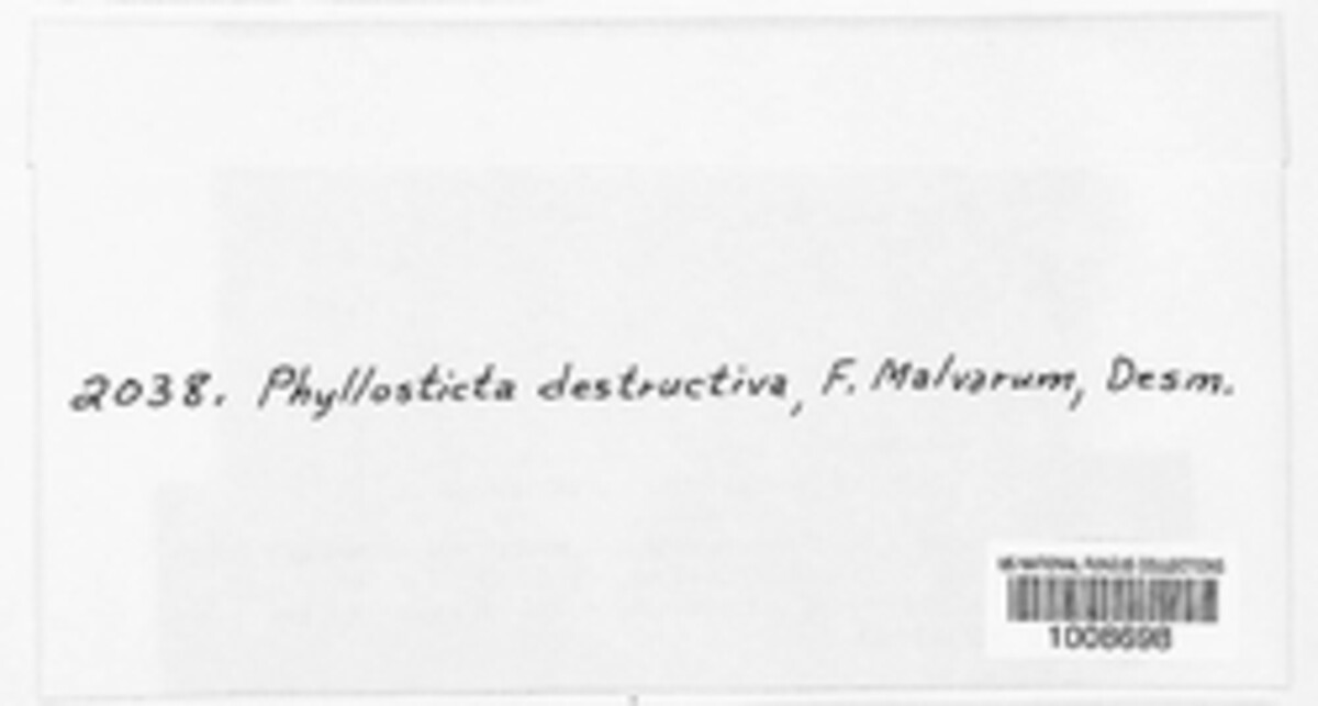 Phyllosticta destructiva image